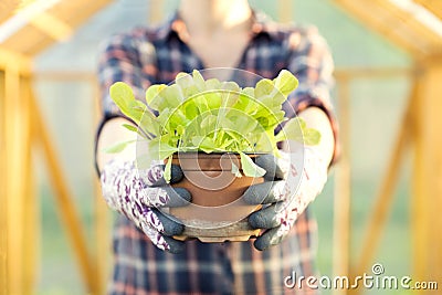 Woman holding young lettuce pot in lettuce plants. Organic gardening concept Stock Photo