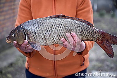 Woman holds a of carp fish outside. Cooking for dinner outside, picnic concept Stock Photo