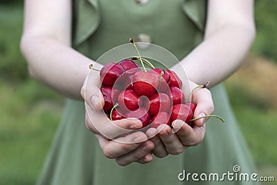 A woman holds full palms of ripe red sweet cherries. Stock Photo