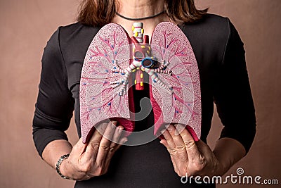 Woman holds Medical Model of Human Lungs Stock Photo