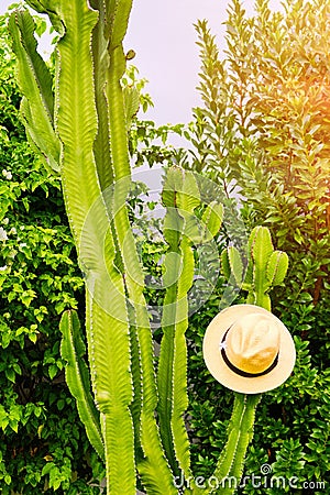 A woman hung a straw hat on a tall cactus Stock Photo