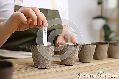 Woman inserting cards with names of vegetable seeds into peat pots at table indoors, closeup Stock Photo