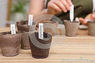 Woman inserting cards with names of vegetable seeds at table indoors, focus on peat pots. Space for text Stock Photo