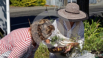 A woman inspecting a bonzai tree for sale on a Motueka market stall, New Zealand Editorial Stock Photo