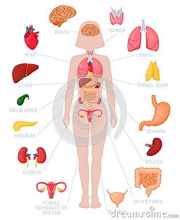 Woman internal organs infographic. Human body anatomy, lungs, kidneys, heart, brain, liver and female reproductive Cartoon Illustration