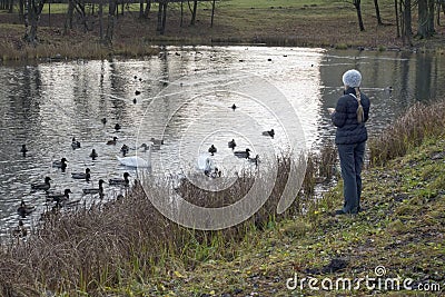Woman on the lake feeds ducks and swans Stock Photo
