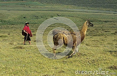 LAMA lama glama Editorial Stock Photo