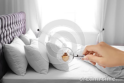 Woman with magnifying glass detecting bed bug Stock Photo
