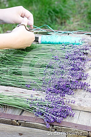 A woman makes bouquets of fresh fragrant lavender. Rustic style. Stock Photo