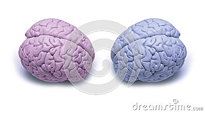 Woman Man Gender Brain Stock Photo