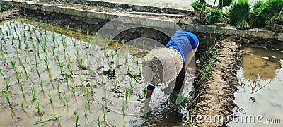 woman with middle-aged planting rice sticks a seed in the muddy soil in the paddy field in the morning Stock Photo