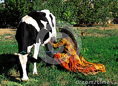 Woman milking cow in rural Iran Editorial Stock Photo