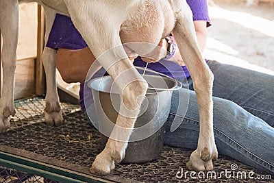 Woman milking a goat Stock Photo