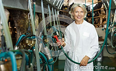 Woman milkmaid in bathrobe in barn working with cow milking machines Stock Photo