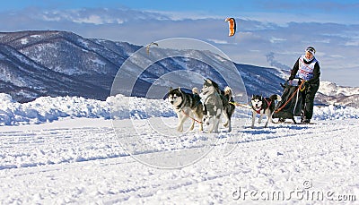 Woman musher hiding behind sleigh at sled dog race on snow in wi Editorial Stock Photo