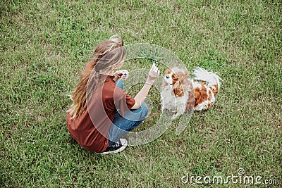 Woman owner feeding and training animal dog brown and white Cavalier King Charles spaniel in green garden, high angle Stock Photo