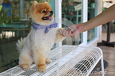 Woman owner give shake hand with small pomeranian dog cute pets Stock Photo