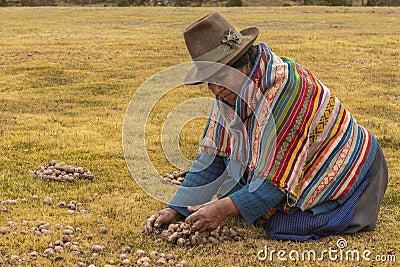 Woman peasant collecting moraya potatoes Chincheros Cuzco Peru Editorial Stock Photo