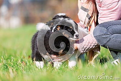 Woman pets cute Elo puppies Stock Photo