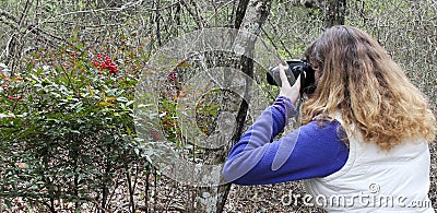 A Woman Photographs Red Berries, Cedar Ridge Preserve Stock Photo