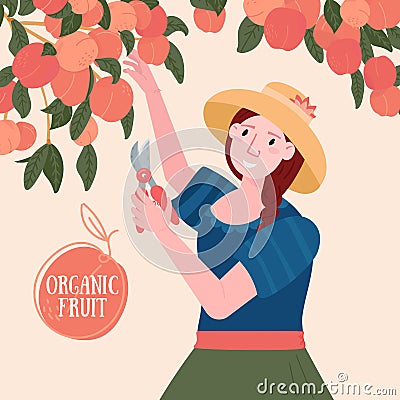 Woman pick up peach in the Garden. Gardener cut rustic organic fruits. Girl in the hat farming. Domestic eco harvest. Agriculture Vector Illustration