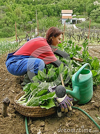 Woman picked chard Stock Photo