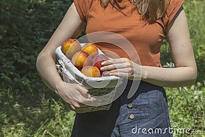 woman picked up a basket of ripe juicy peaches in her orchard Stock Photo