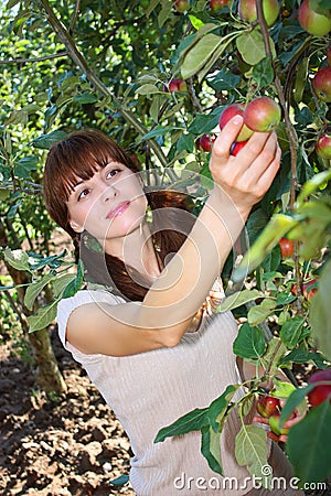 A woman picking apple from a tree Stock Photo
