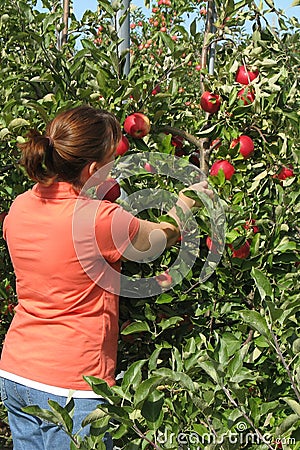 Woman picking apple from tree Stock Photo