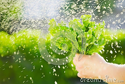 Woman picking fresh salad from her vegetable garden.Lettuce leaves under the raindrops Stock Photo