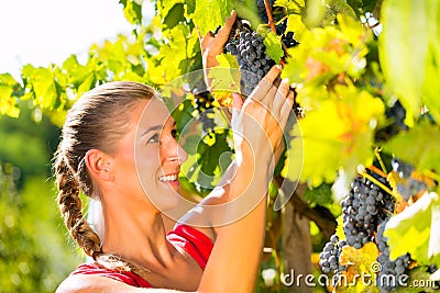 Woman picking grapes with shear at harvest time Stock Photo