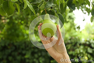 Woman picking pear from tree in orchard Stock Photo