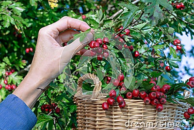 Woman picking ripe hawthorn into basket in garden, ripe hawthorn growing and hand picking it in green leaves background Stock Photo