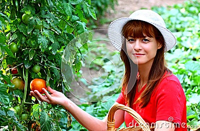 Woman picking vegetables Stock Photo