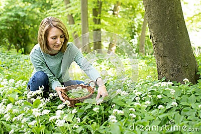 Woman Picking Wild Garlic In Woodland Putting Leaves In Basket Stock Photo