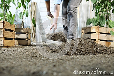 Woman plant in the vegetable garden, work by digging spring soil with shovel, near boxes full of green plants, closeup Stock Photo