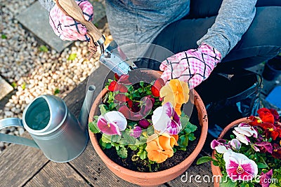 Woman planting flowers - pansies - in pots in the garden Stock Photo