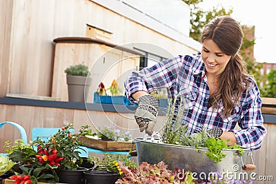 Woman Planting Container On Rooftop Garden Stock Photo