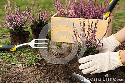 Woman planting flowering heather shrub outdoors, closeup Stock Photo