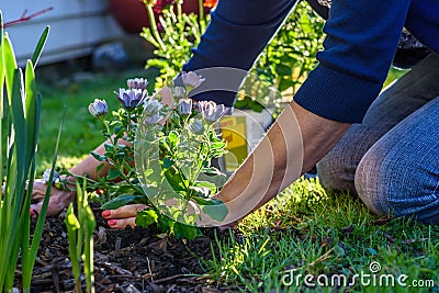 Woman planting flowers in garden Stock Photo