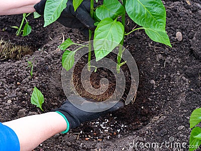 Woman planting pepper plant seedlings into the soil Stock Photo