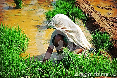 Woman, planting rice Stock Photo