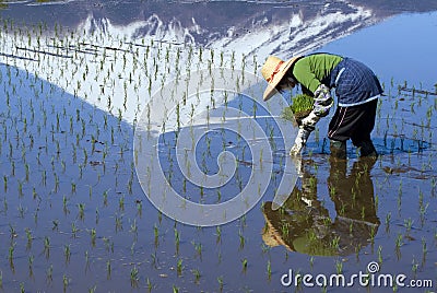 Woman Planting Rice Stock Photo