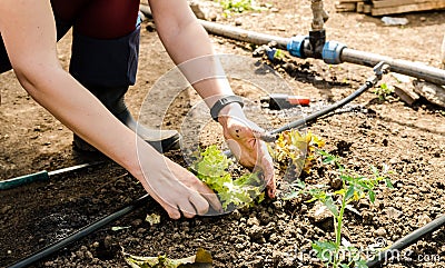 Woman planting salad Stock Photo