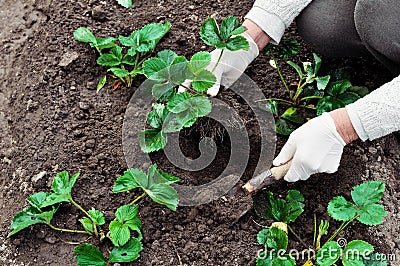 Woman is planting strawberries plants Stock Photo