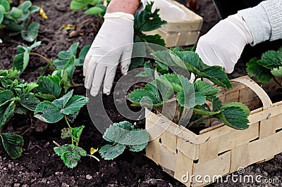 Woman is planting strawberries plants Stock Photo