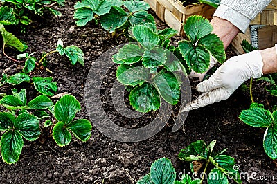 Woman is planting strawberries plants Stock Photo