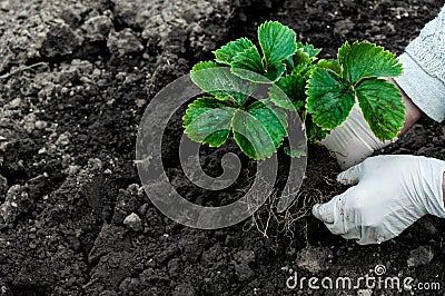 Woman is planting strawberries plants Stock Photo