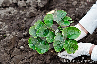 Woman is planting strawberries plants Stock Photo