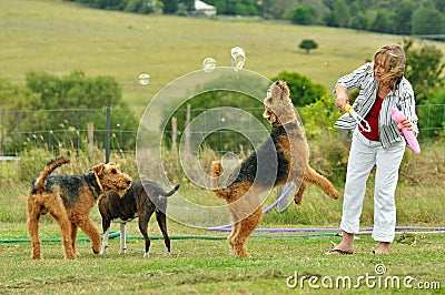 Woman playing with her large pet Airedale Terrier dogs outdoors Stock Photo